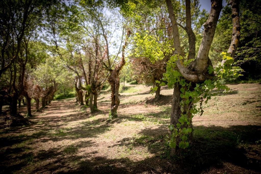 カスティリオーン・フィオレンティーノBorgo Al Teto La Viteアパートメント エクステリア 写真